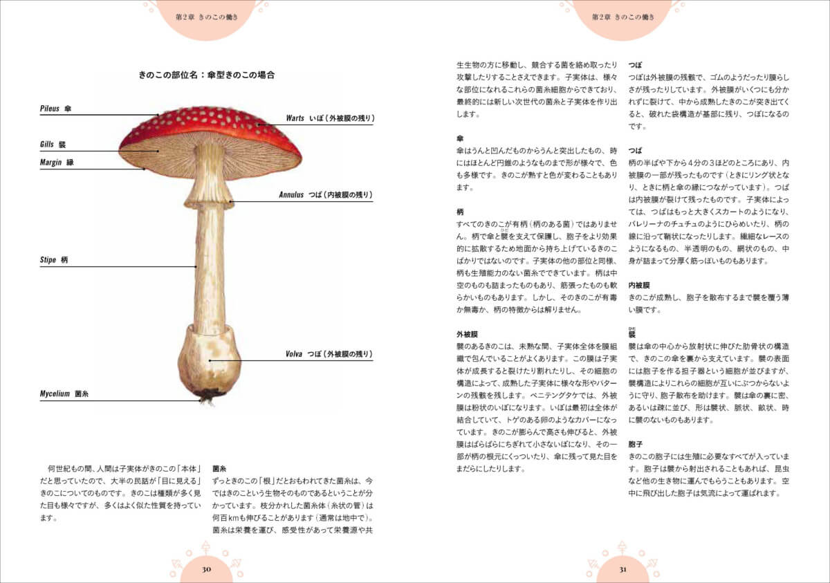 魔女の森 不思議なきのこ事典