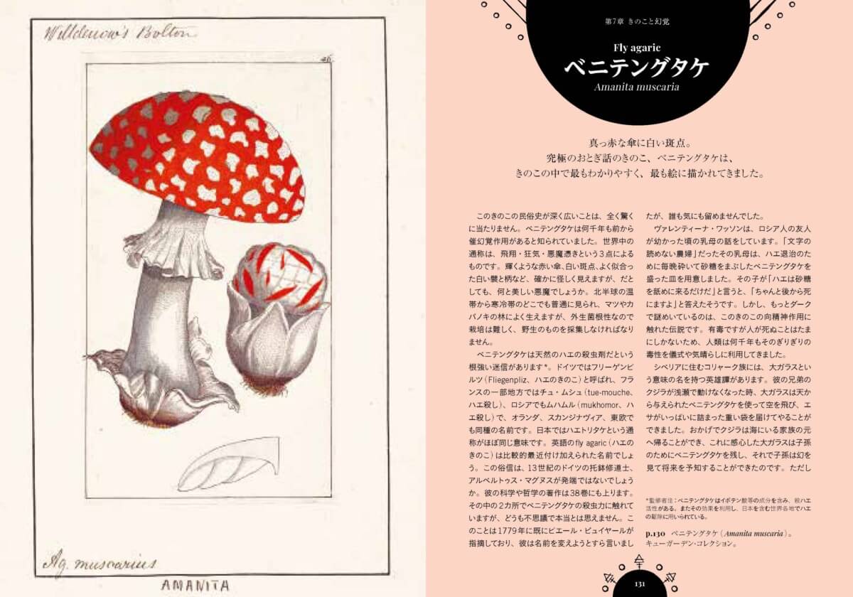 魔女の森 不思議なきのこ事典