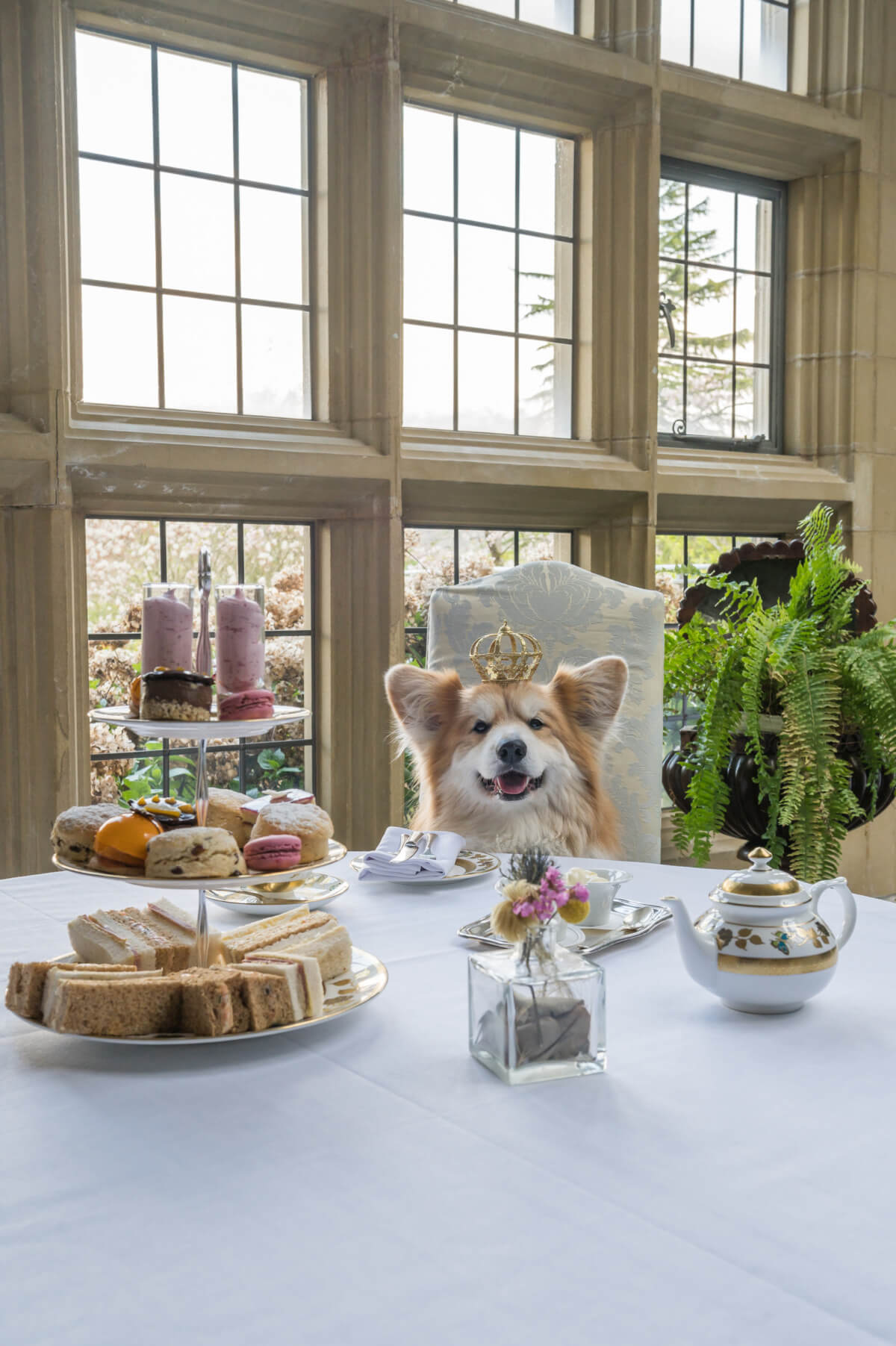 Marcel Le Corgi having afternoon tea at Llangoed Hall Hotel