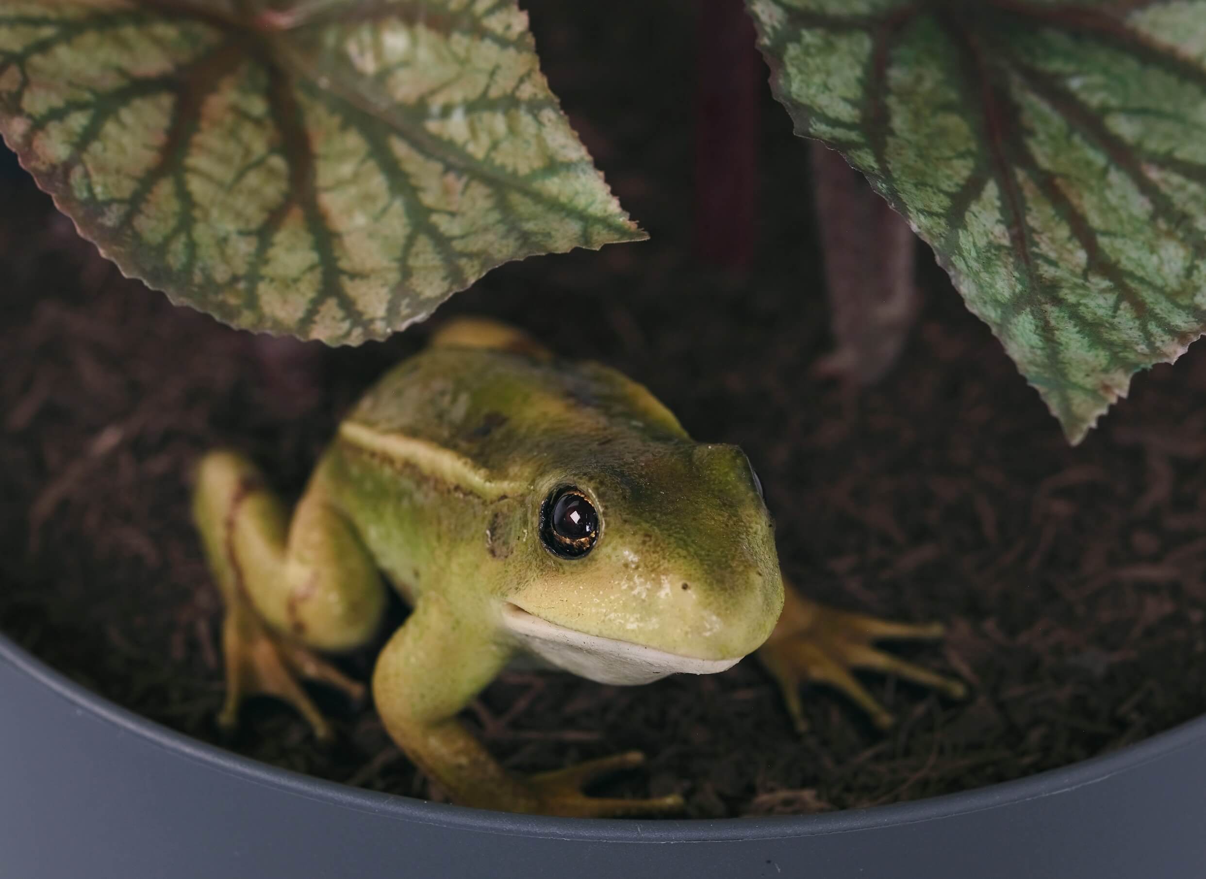 You Complete Me, or I see things you can't see (A Frogs Tale), 2025　Courtesy the artist and TARO NASU, Tokyo.　Photo: Ryan Gander Studio