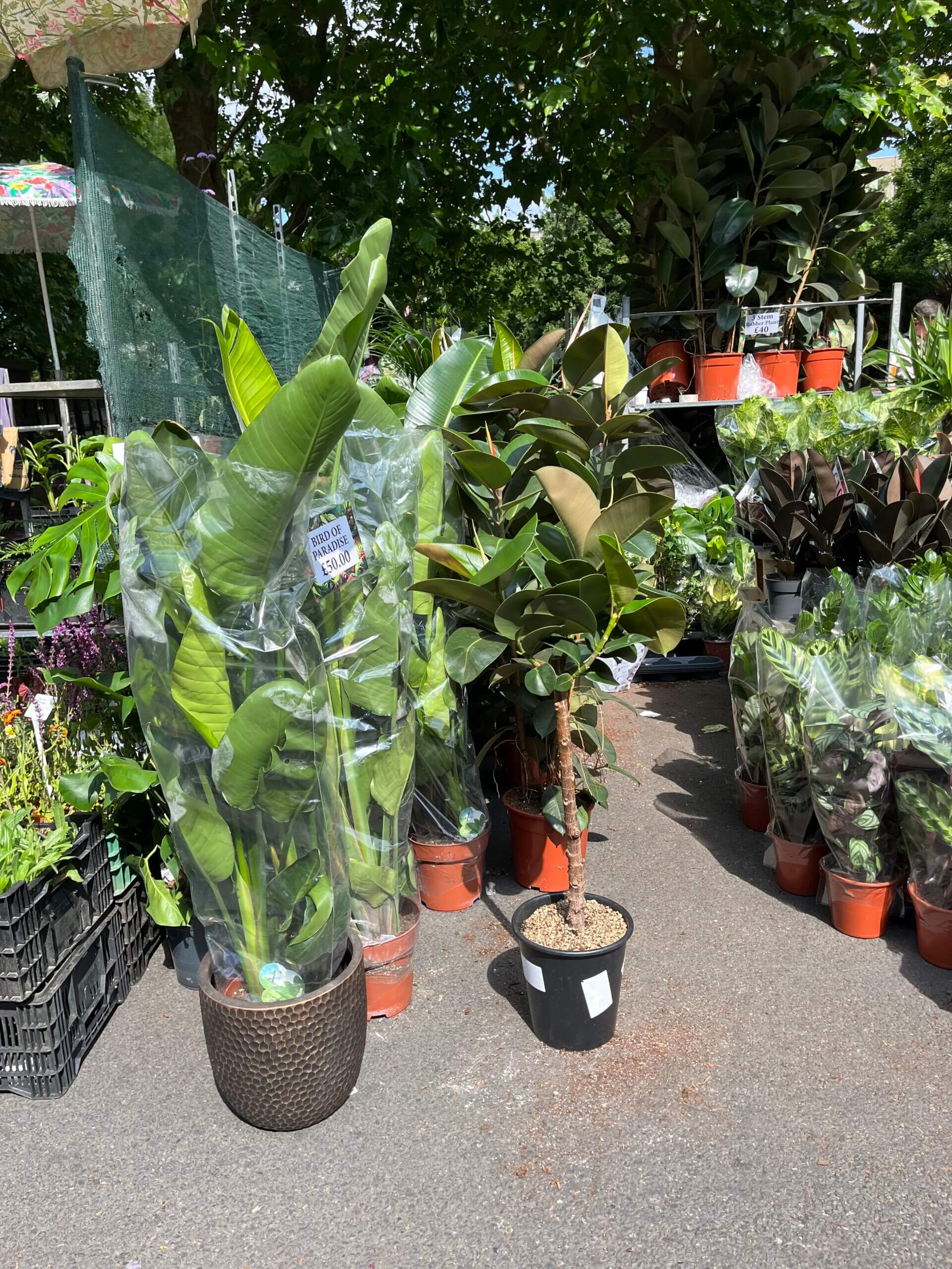 観葉植物の種類も豊富。