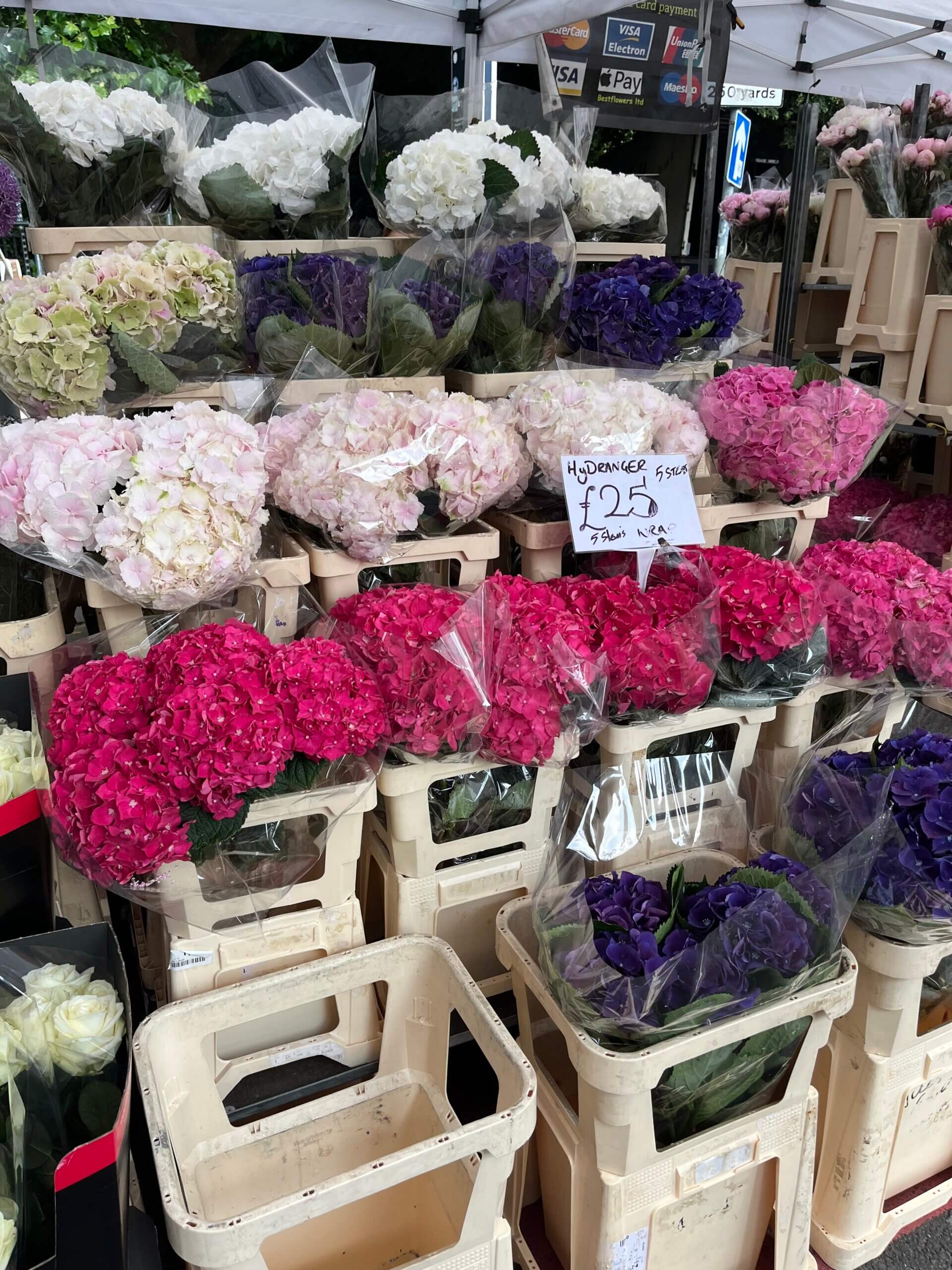 紫陽花は意外に高価。