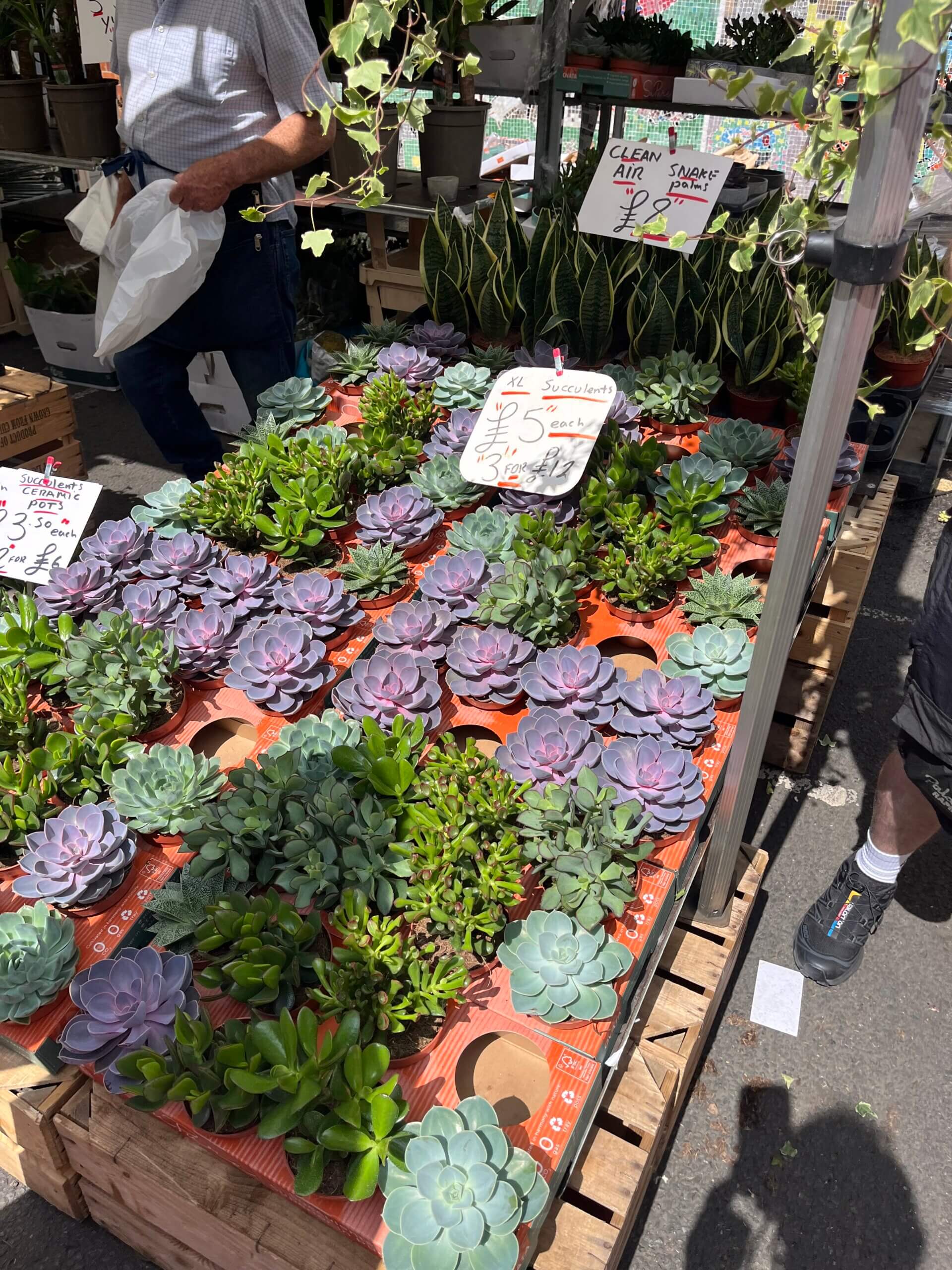 Succulent plants(多肉植物)!