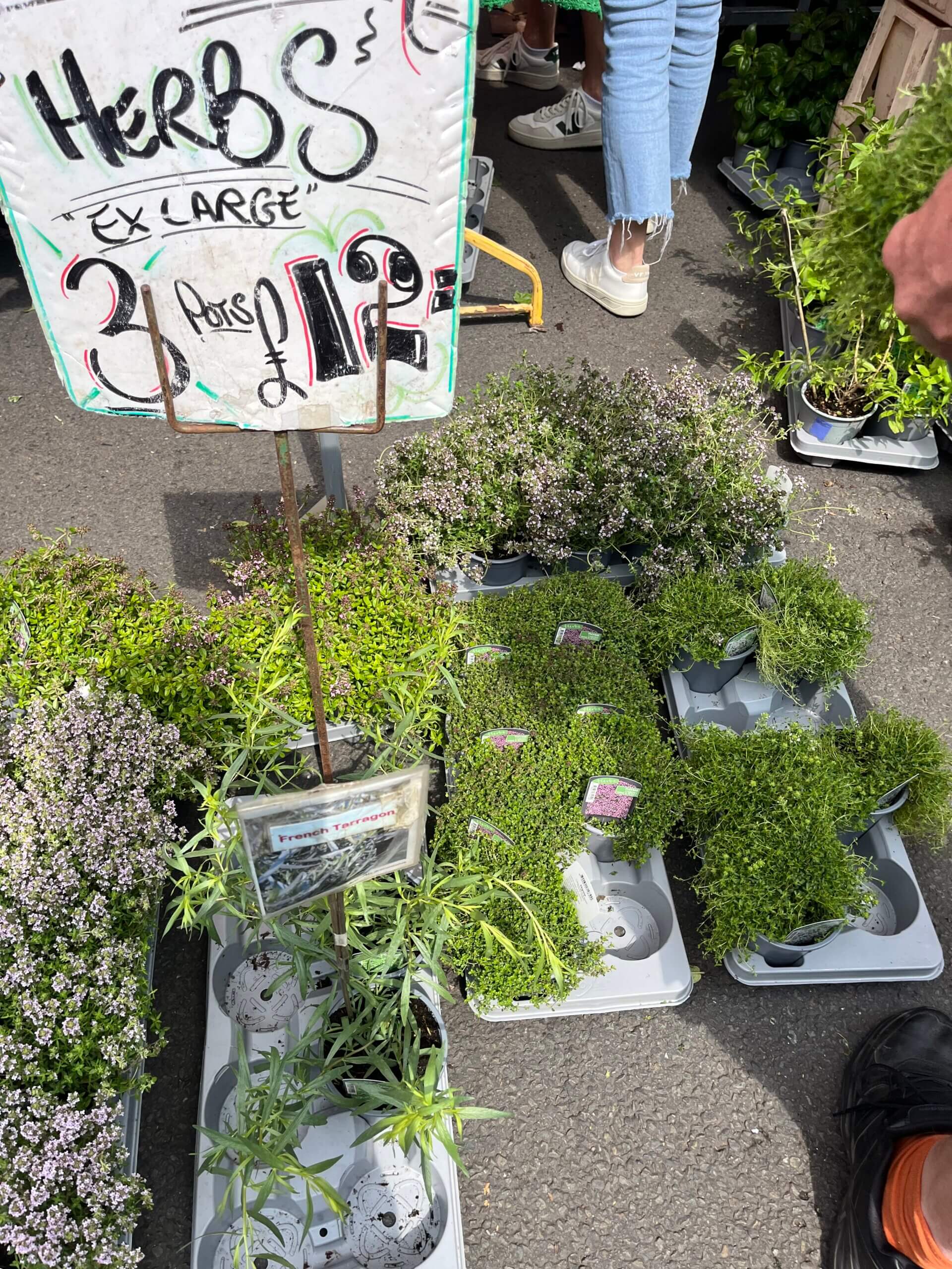 しっかり育ったハーブの鉢が3個で£12!