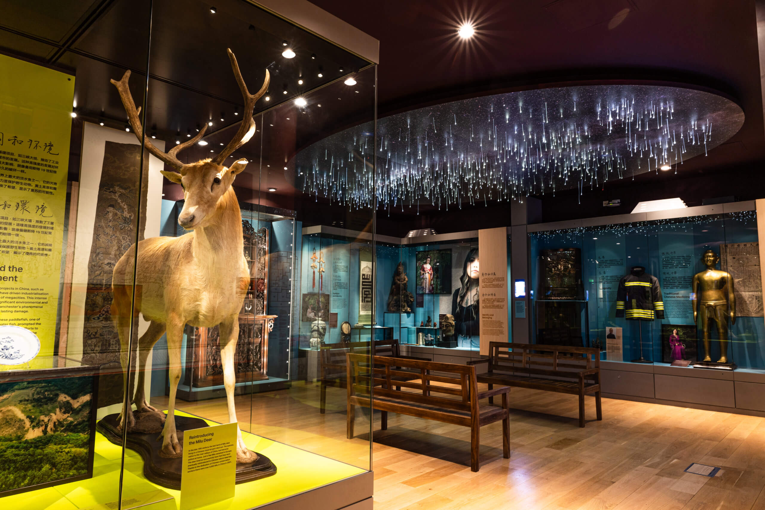 Chinese Culture Gallery, Manchester Museum, milu deer