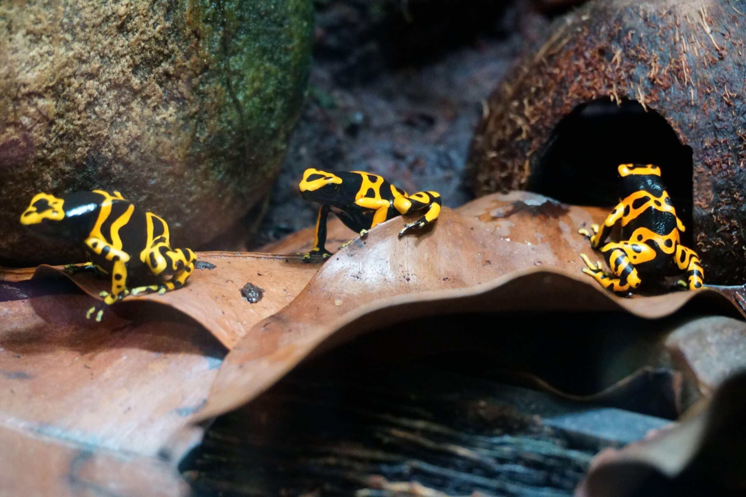 Atelopus varius