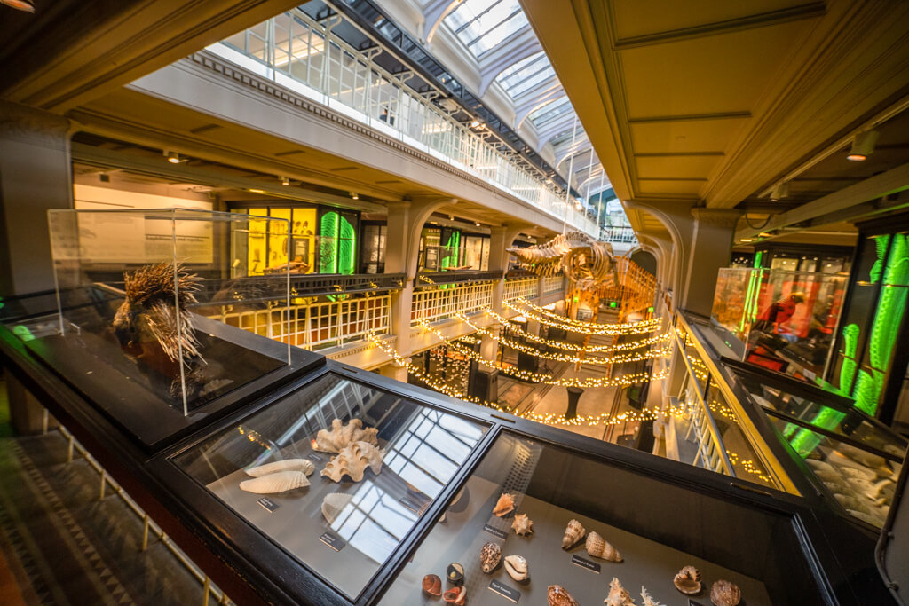 Nature's Library and sperm whale at Manchester Museum