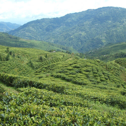 バダンタン茶園