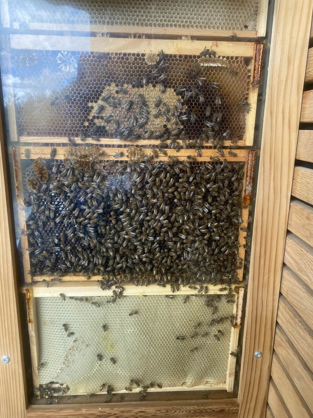 Beezantium