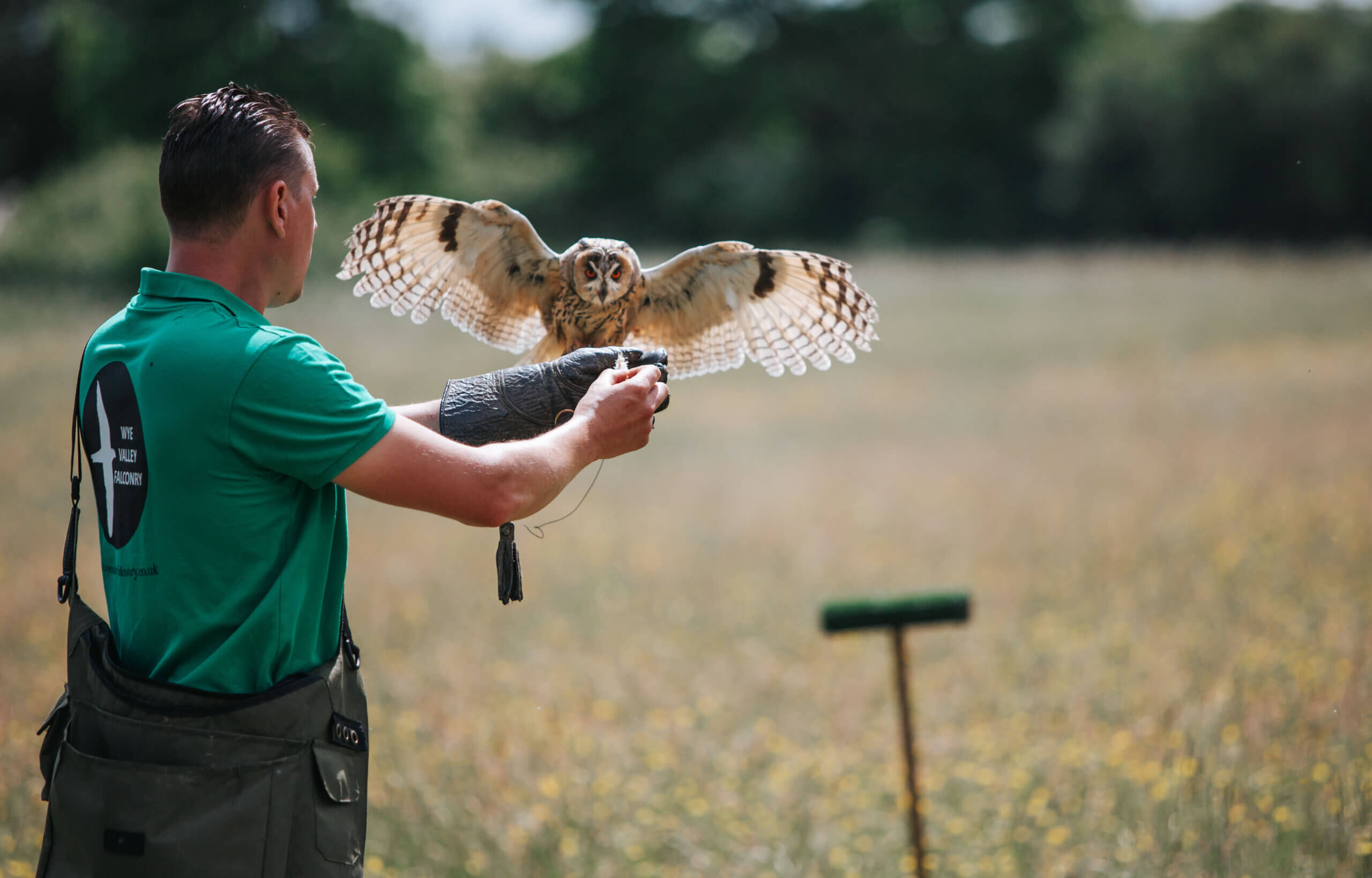 Wye Valley Falconry