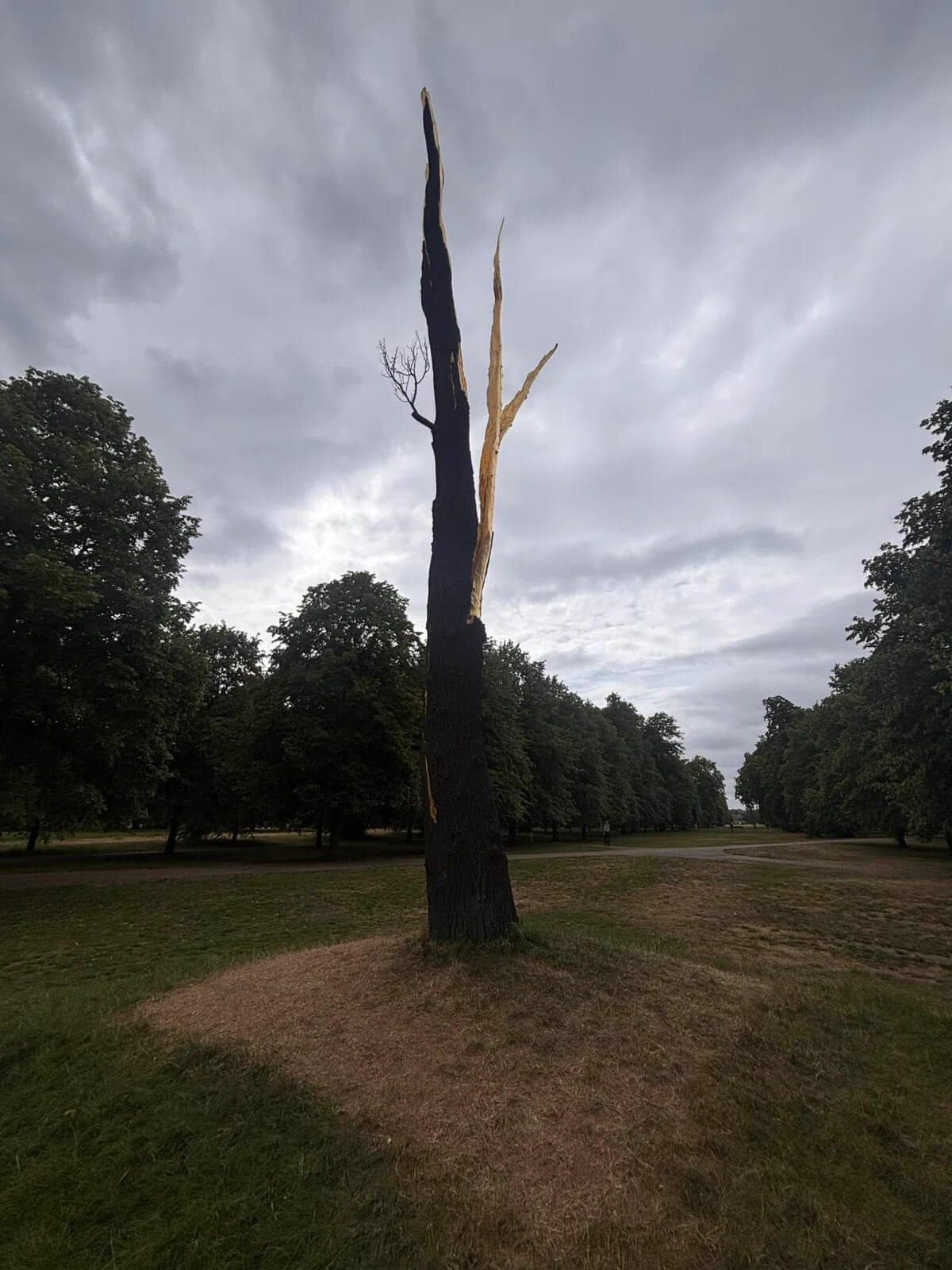 Giuseppe Penone: Albero fologorato (Thunderstruck Tree) 2012