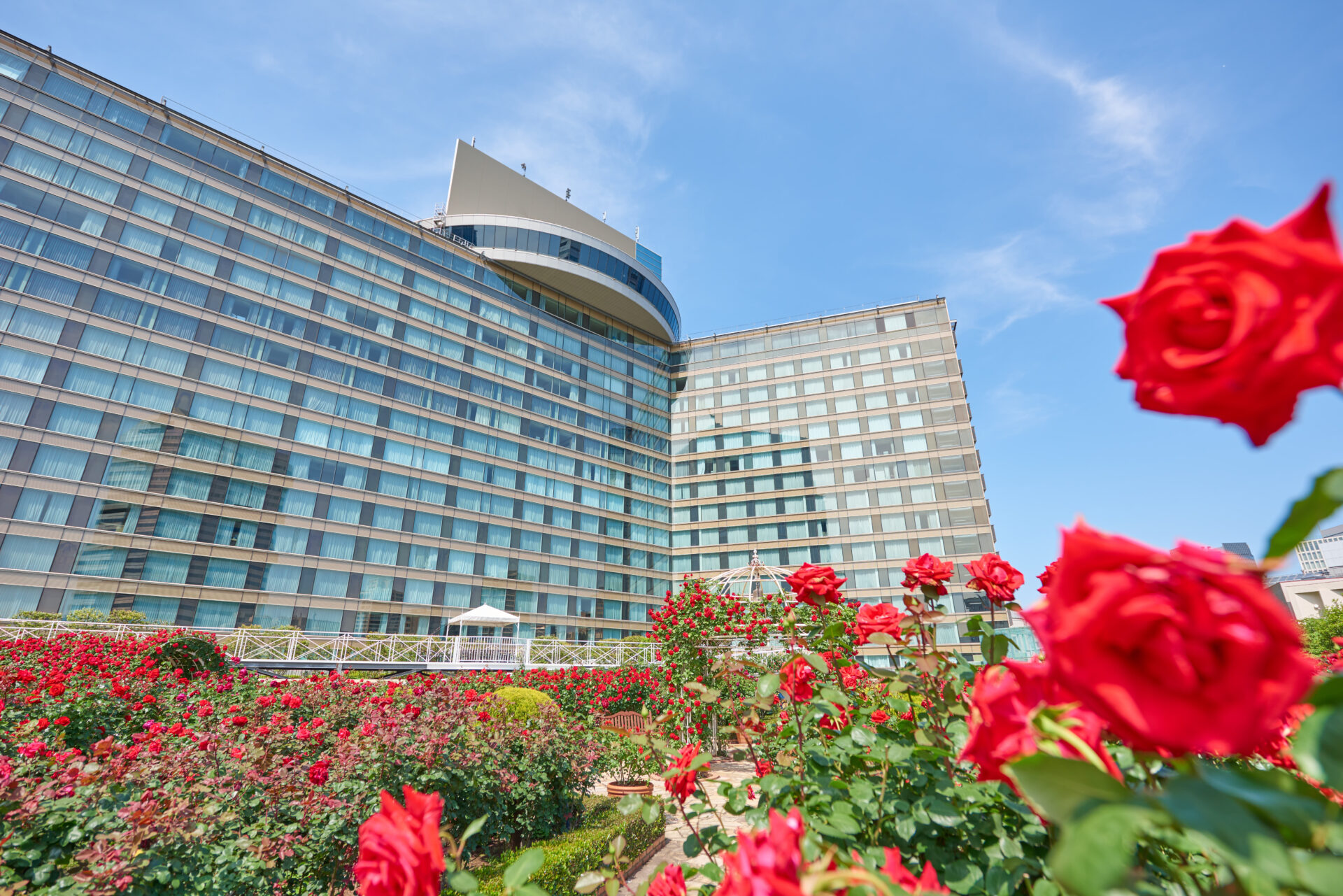 青空のもとホテルニューオータニの建物前に咲くレッドローズガーデンの赤薔薇