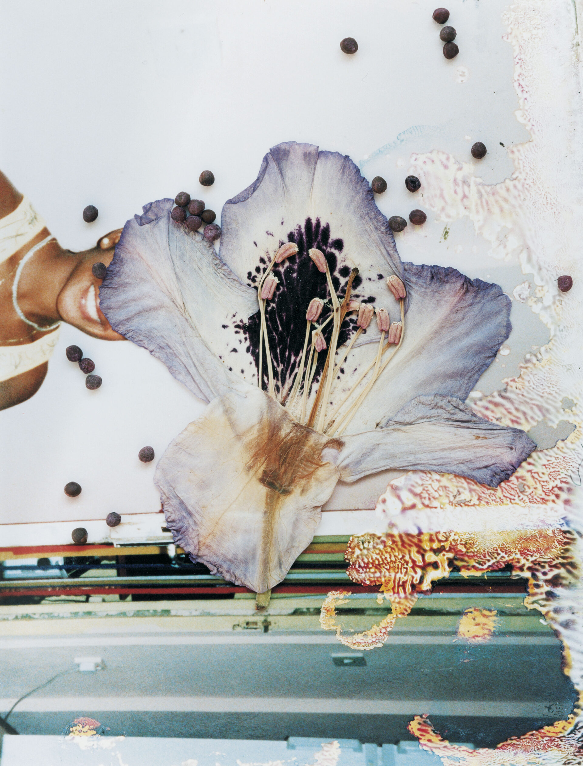 花と種が写真の上に配置されたハックニー・フラワーズの作品
